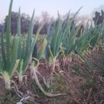 有機栽培のネギ