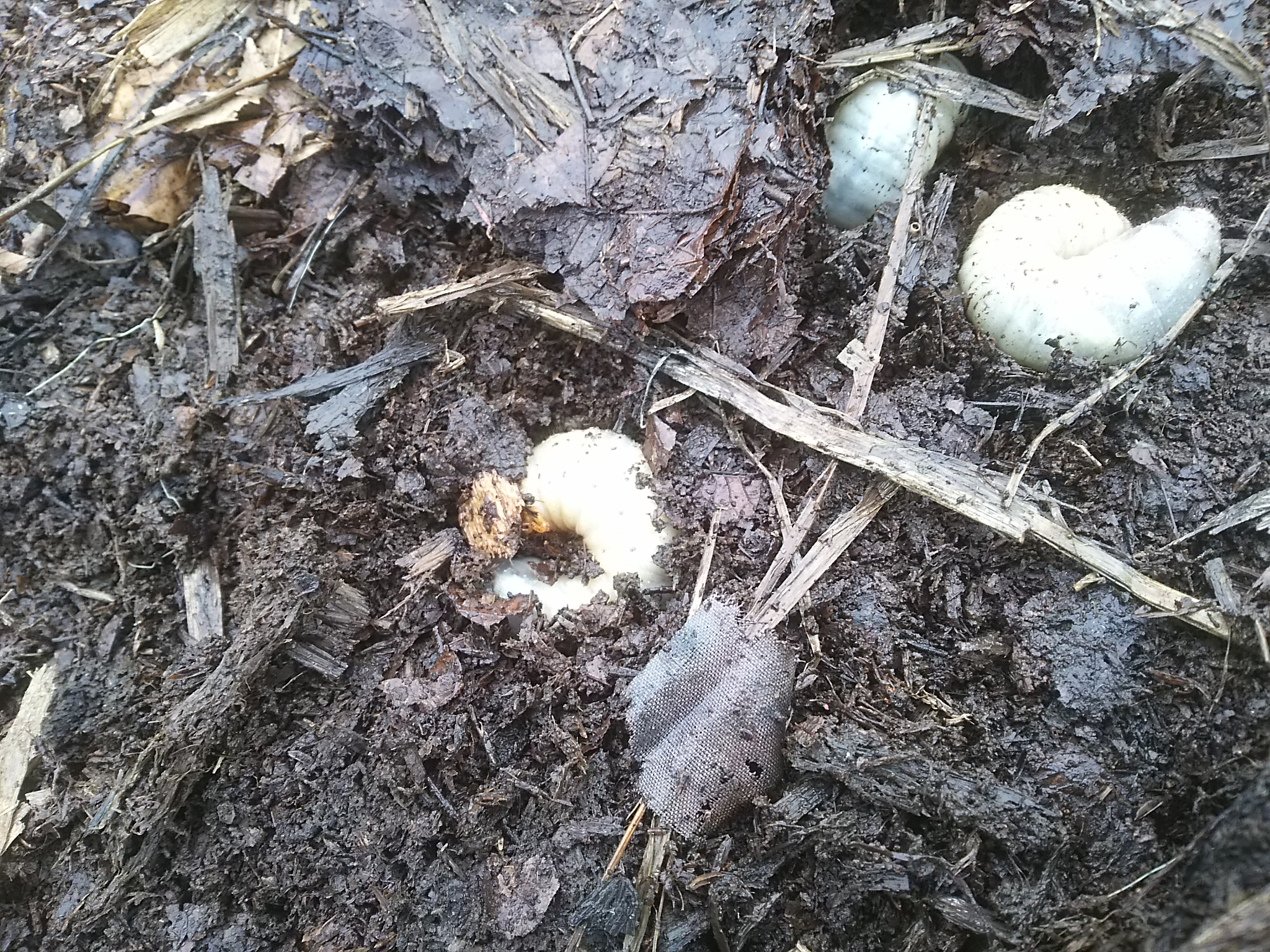 踏み込み温床でできた腐葉土で生きるカブトムシの幼虫