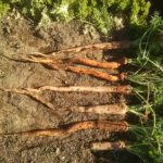 万福寺大長人参（滝野川大長人参）