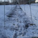 炭をまいて雪を融かす