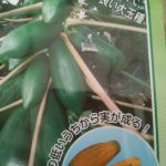 パパイヤ「オキテング25号」