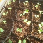 キャベツの育苗