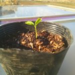 露地栽培のパパイヤの苗