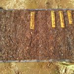 カンボジア野菜の種をまく