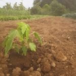 露地栽培パパイヤ_オキテング