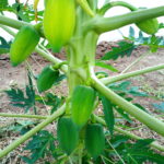 パパイヤの露地有機栽培実践記録２０１８