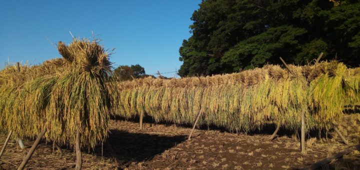 無農薬有機栽培天日干し米イセヒカリ