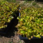 サニーレタスの苗