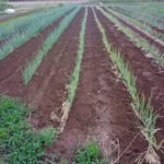 有機栽培の石倉一本ねぎ