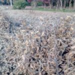 在来大豆の収穫刈り取り