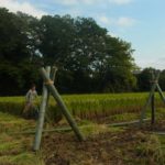 はざ掛け用の竹の脚