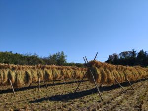 有機農業の稲刈り