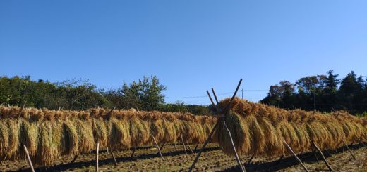 有機農業の稲刈り