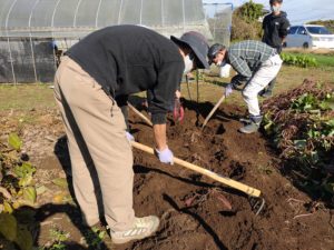 有機栽培のサツマイモ掘り