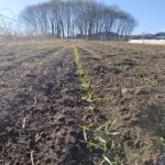 スペルト小麦の栽培