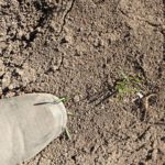 スペルト小麦の麦踏み