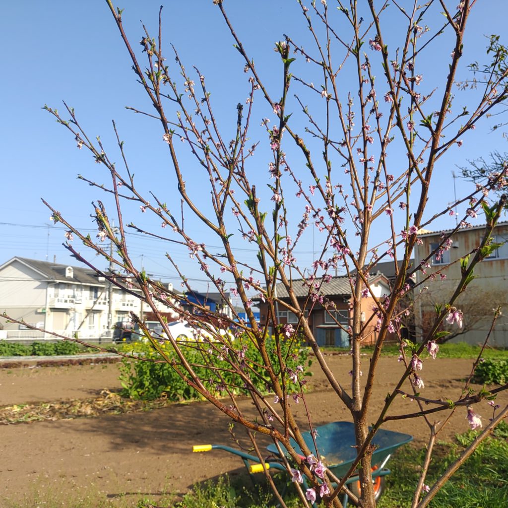 有機農業体験教室の桃の木