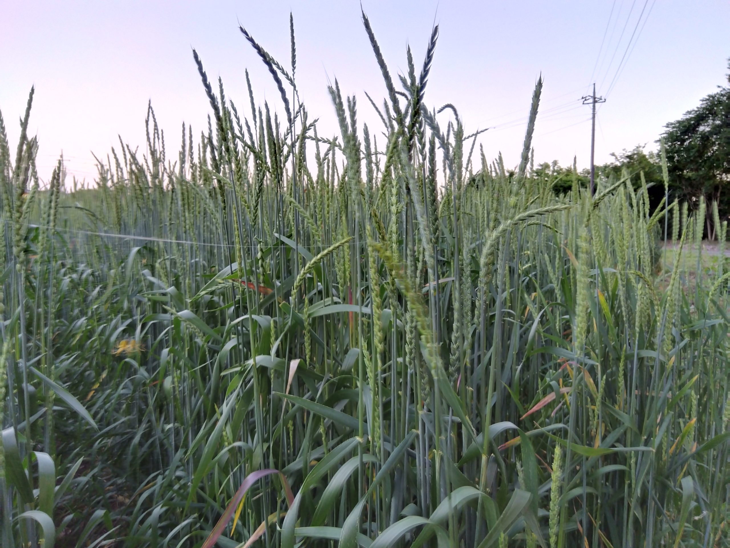 スペルト小麦の有機栽培