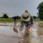 田植え