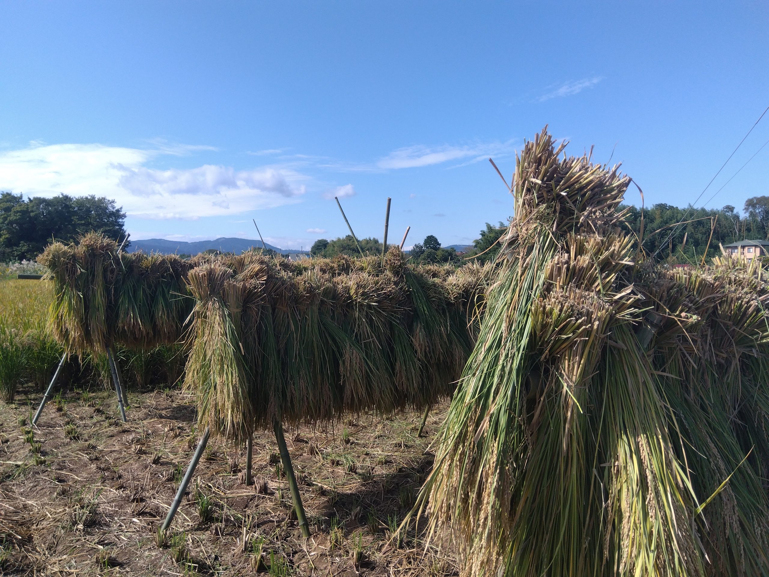 自伐型林業　竹の活用